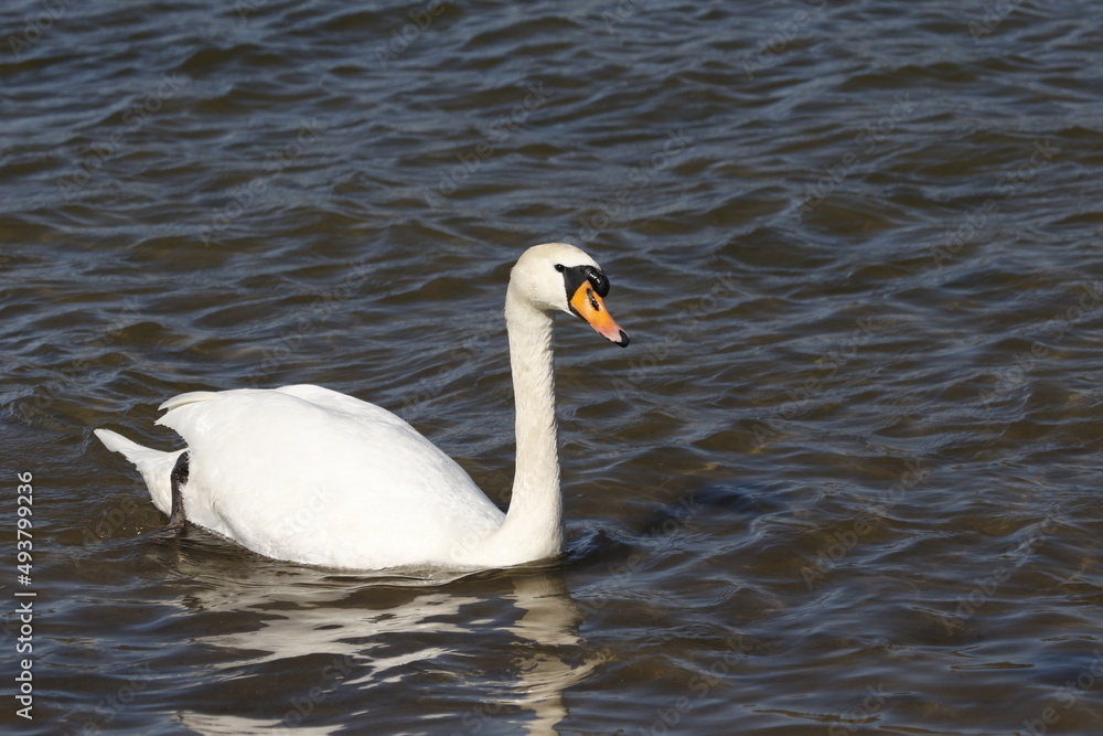 swan on water, rhine (rhein) river, lake in germany. unedited photo swan on water, rhine (rhein) river, lake in germany. unedited photo