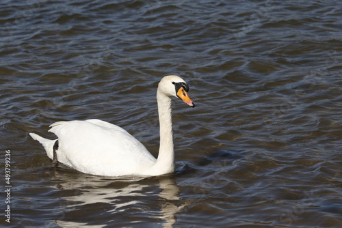 swan on water  rhine  rhein  river  lake in germany. unedited photo