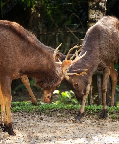 deer stag fighting