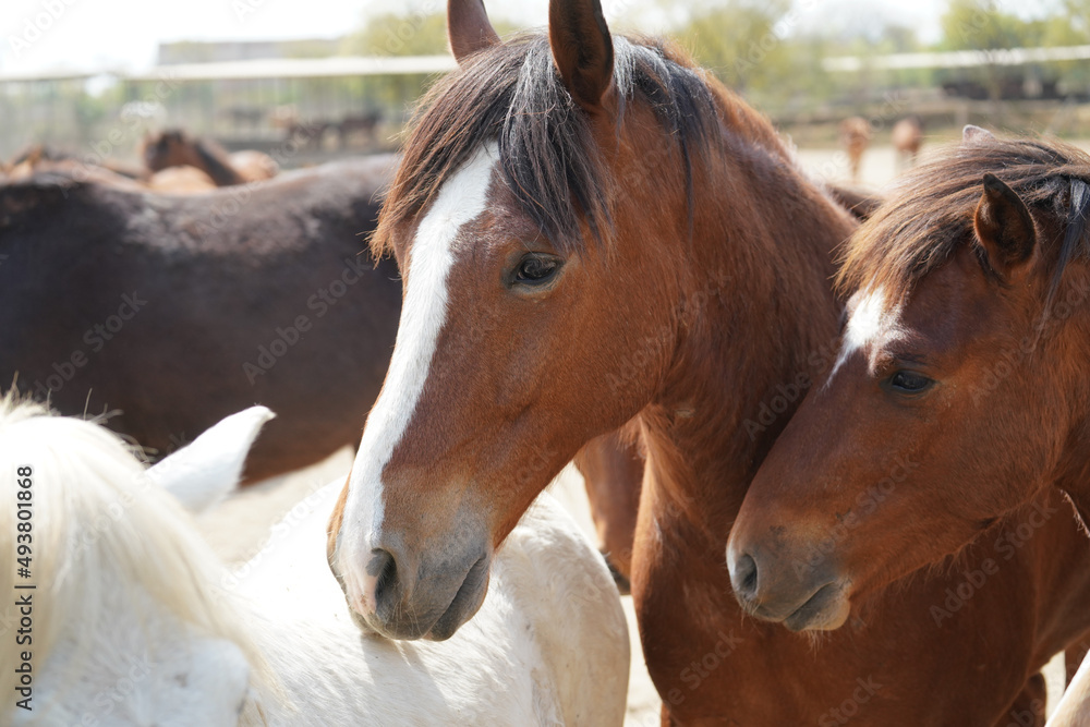 rescued ponies in the paddock rescued ponies in the paddock