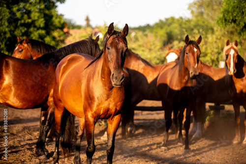 horses gazing in a ranch