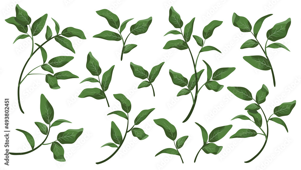 Vector designer elements set collection green branch with leaves. Decorative beauty elegant illustration for design leaf in watercolor style. Vector designer elements set collection green branch with leaves. Decorative beauty elegant illustration for design leaf in watercolor style.