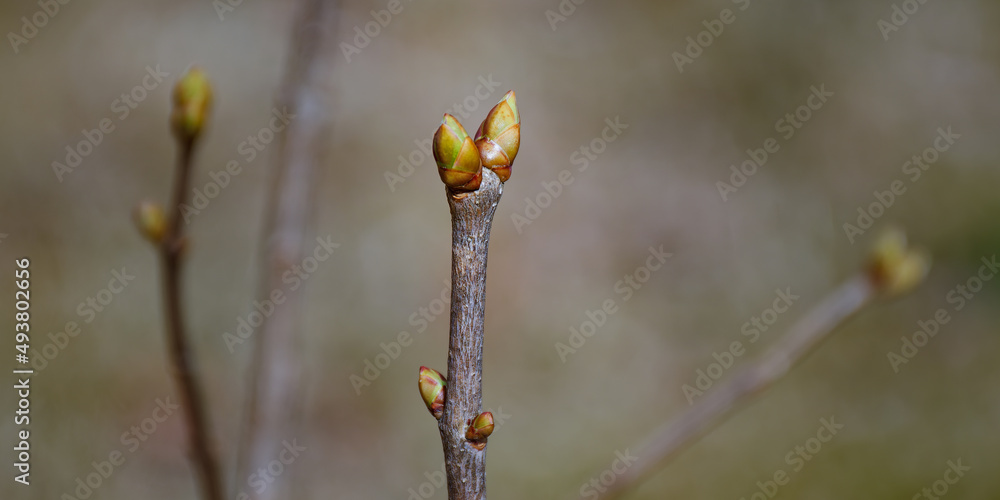 A maple tree branch is sprouting new buds this Spring in Windsor in Upstate NY. New growth from our maple tree. A maple tree branch is sprouting new buds this Spring in Windsor in Upstate NY. New growth from our maple tree.