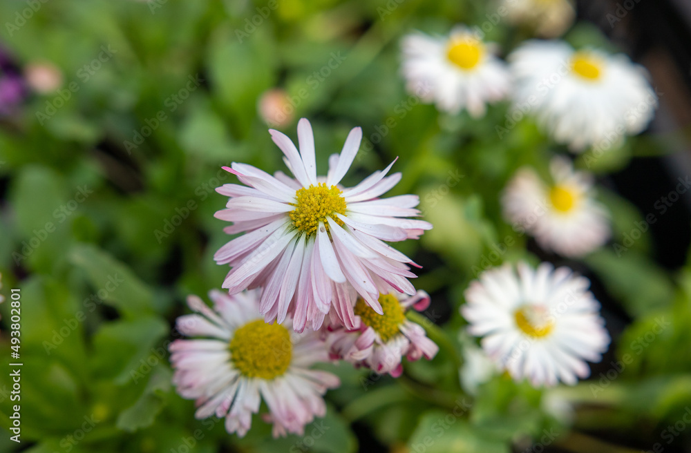 Bright spring flowers close-up, forbs. Bright spring flowers close-up, forbs.