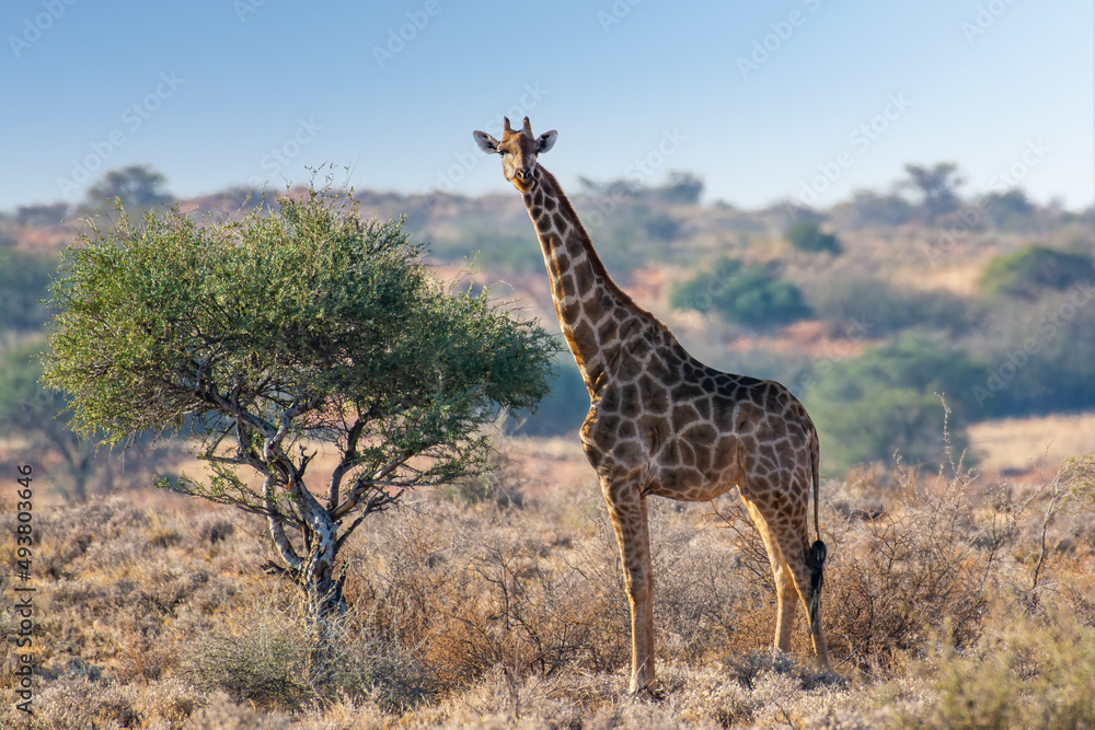 Obraz premium Southern Giraffe (Giraffa camelopardalis angolensis) with acacia tree in the Kalahari desert, Namibia 