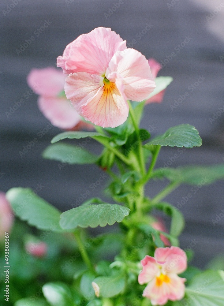 Fototapeta premium Antique Shades Pansy