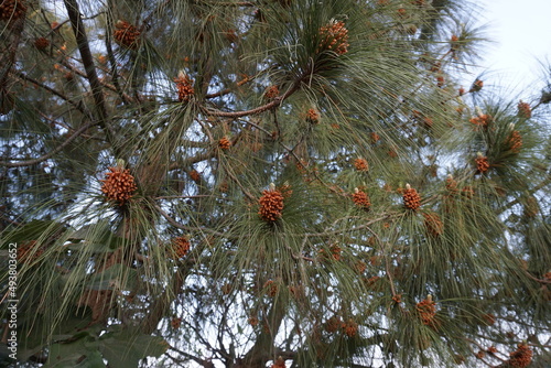 smooth-bark Mexican pine, hamite or pacingo (Pinus pseudostrobus) pine branches photo