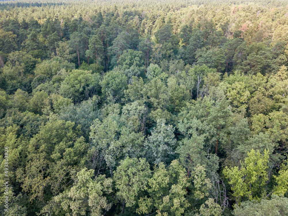 Deciduous forest in summer. Aerial drone view. Deciduous forest in summer. Aerial drone view.
