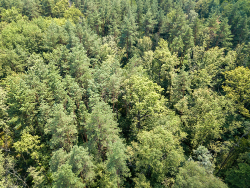 Deciduous forest in summer. Aerial drone view. © Sergey