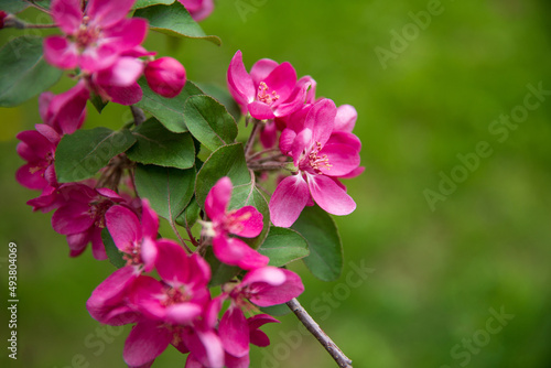 Apple tree pink flower, blooming, spring