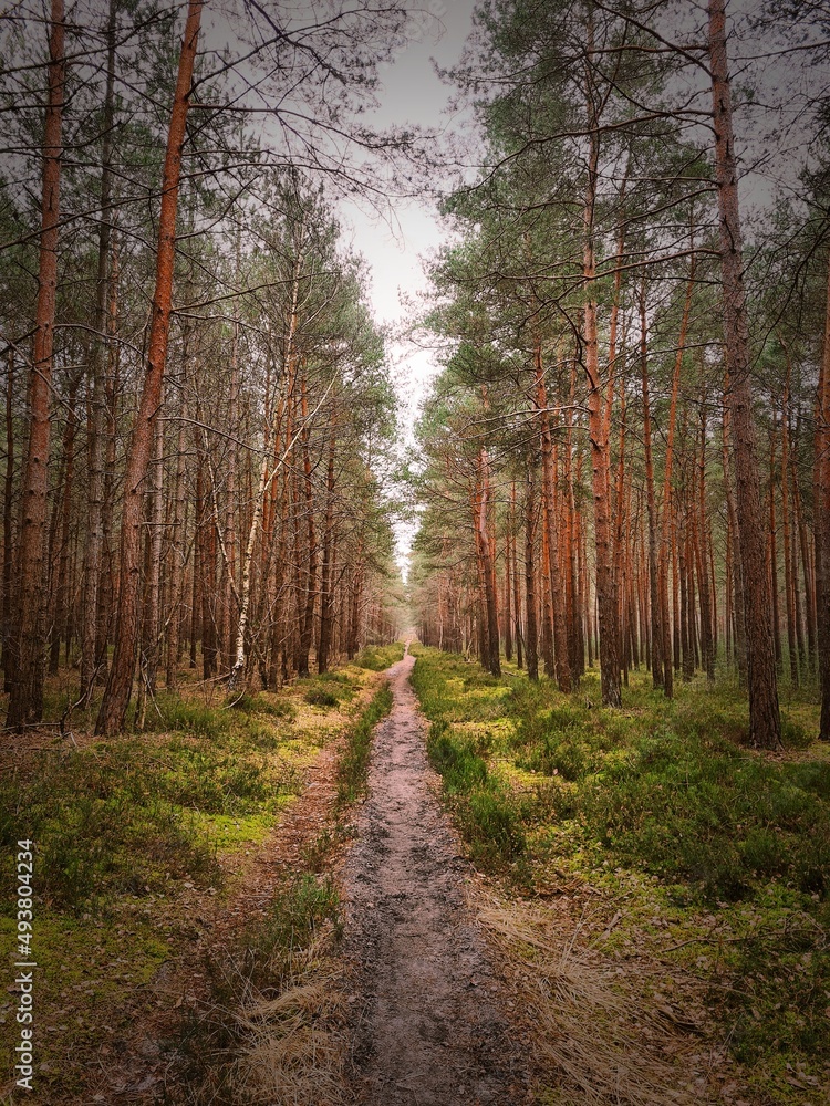 Fototapeta premium path in the woods