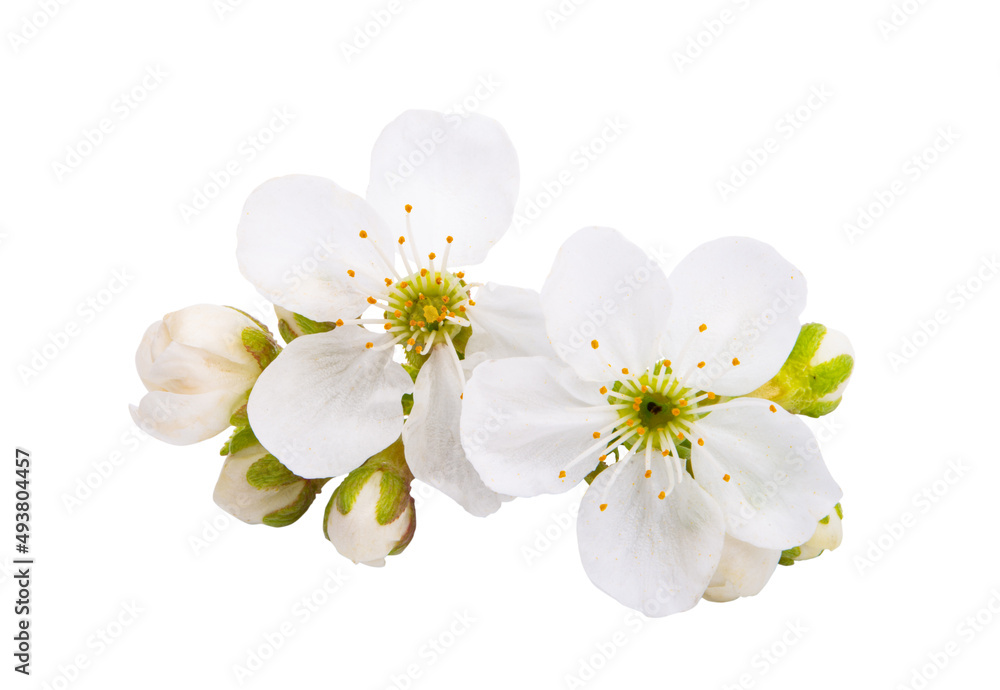 cherry flower isolated cherry flower isolated