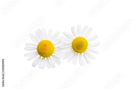 chamomile flower isolated