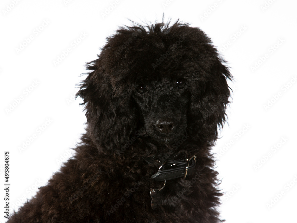Poodle puppy dog with white background. Puppy dog isolated on white, image taken in a studio.