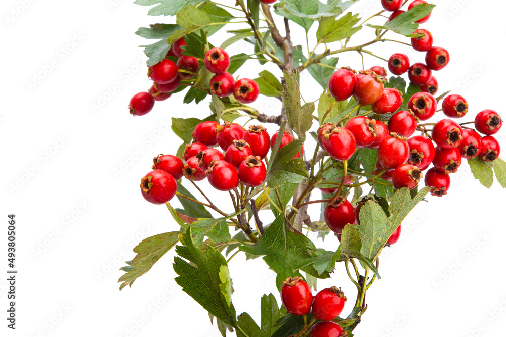 hawthorn branch isolated hawthorn branch isolated