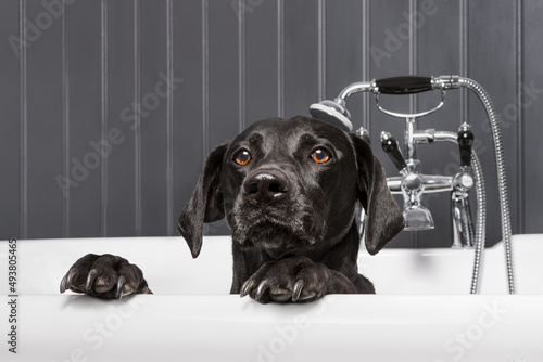 Black Labrador sitting in the bath with its feet on the edge of the tub