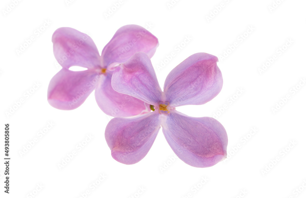 lilac flowers isolated