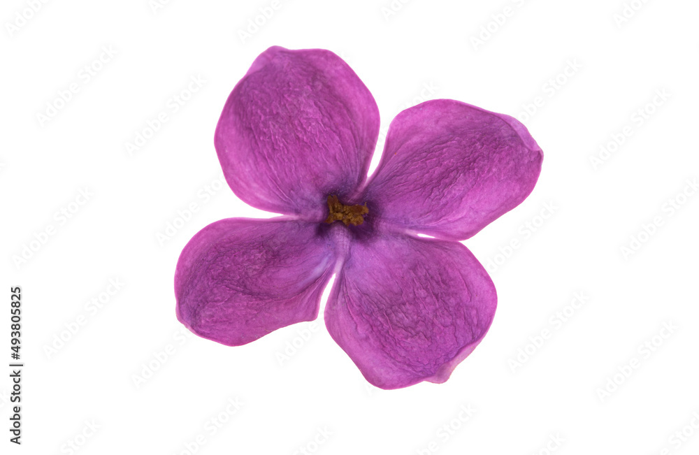 lilac flowers isolated