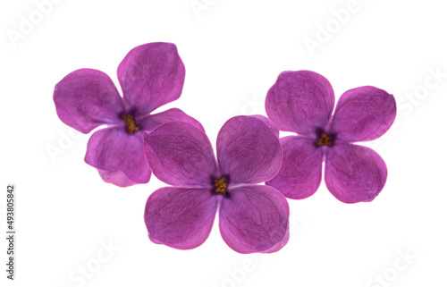 lilac flowers isolated