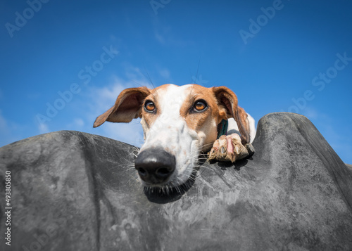 Lurcher dog peering over tractor tyre 