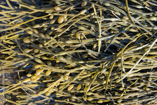 Close up of Seaweed