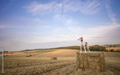 Dog standing on a bale of straw at sunrise