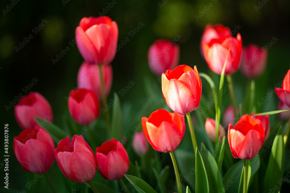 red tulips in the garden in spring