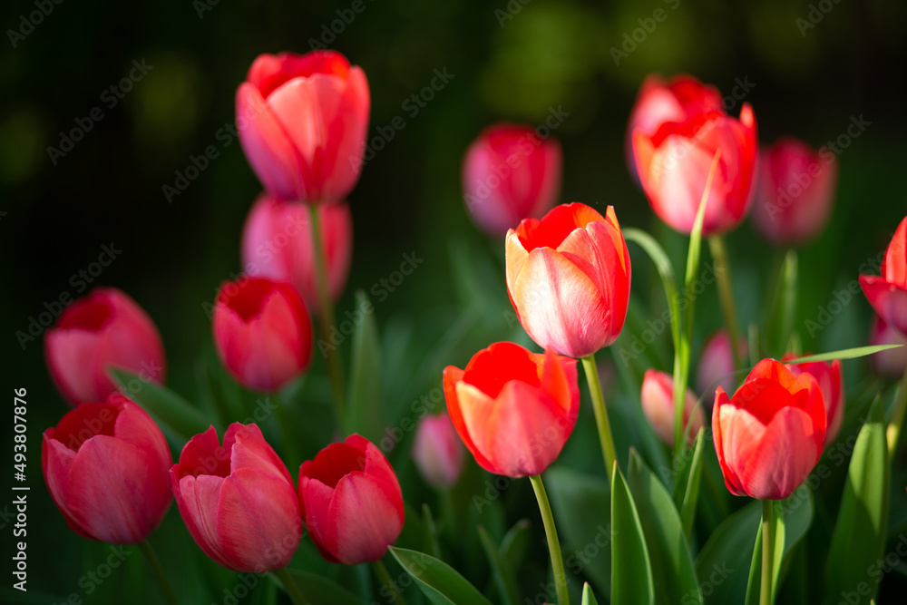 red tulips in the garden in spring red tulips in the garden in spring