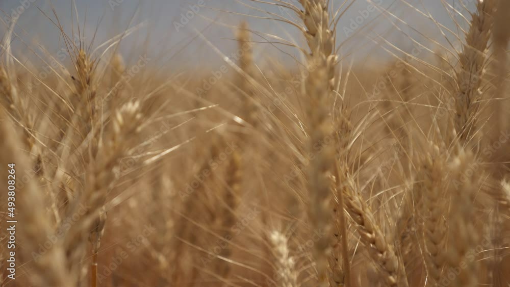 Rural landscape of wheat field on summer sunny day. Golden ears of wheat sway in wind in farm field. Golden wheat field and sunny day Rural landscape of wheat field on summer sunny day. Golden ears of wheat sway in wind in farm field. Golden wheat field and sunny day