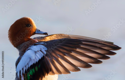 Cute duck. Blue water background. Duck: Eurasian Wigeon.  photo