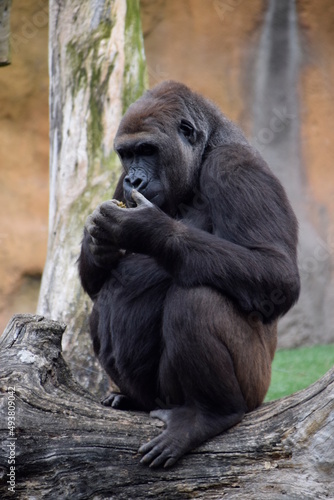 gorila comiendo de sus propias manos en Bioparc Valencia © Yiyana