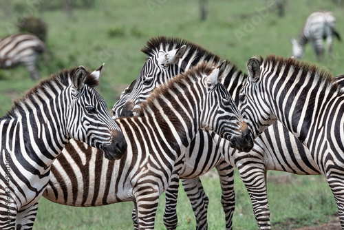 small group of Zebras