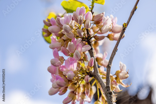 Gliricidia sepium, often simply referred to as its genus name Gliricidia, is a medium size leguminous tree belonging to the family Fabaceae photo