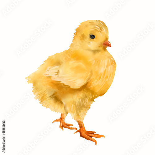 Watercolor baby chicken isolated on white background. Little yellow chicken. Vector illustration