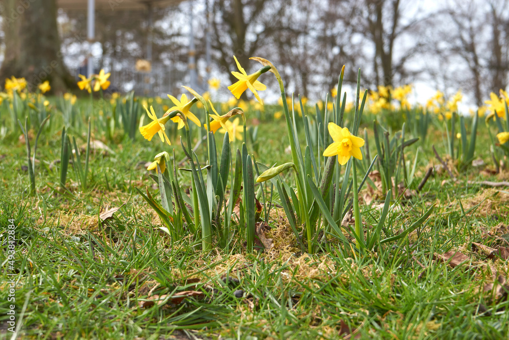 Fresh spring daffodils in grass Fresh spring daffodils in grass