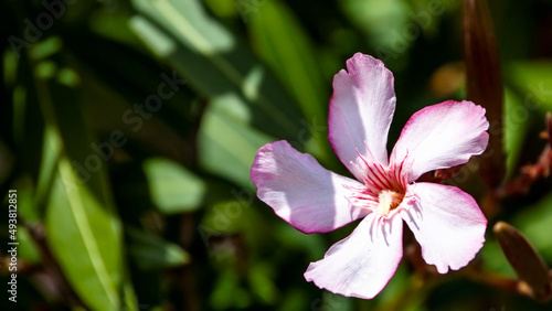 Tropical Pinks in the Shaded Sun 1