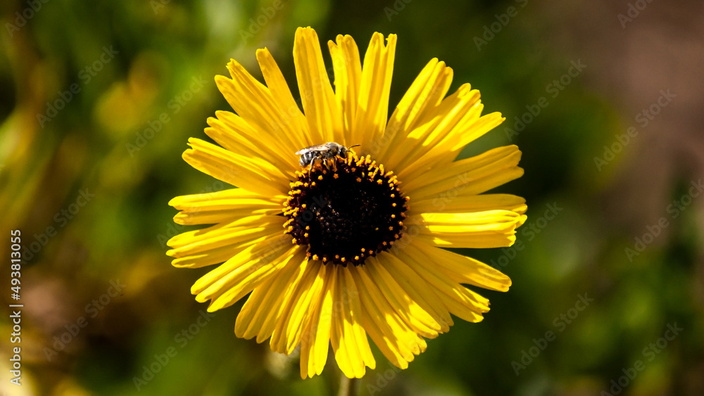 Fototapeta premium Little Bee Enjoying a Sunflower 11