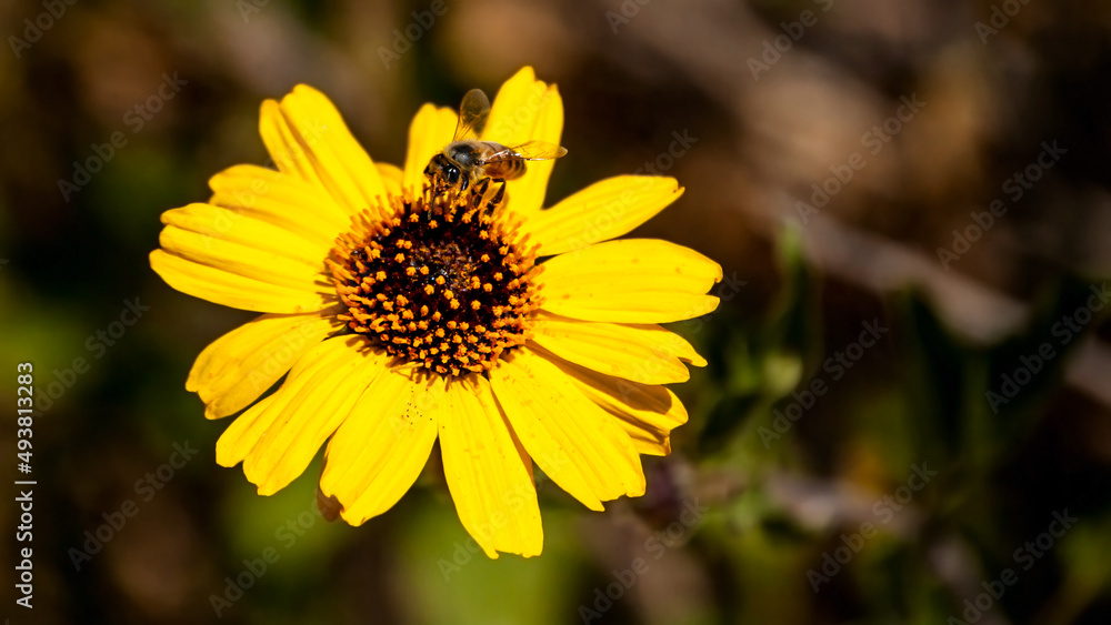 Little Bee Enjoying a Sunflower 1 Little Bee Enjoying a Sunflower 1