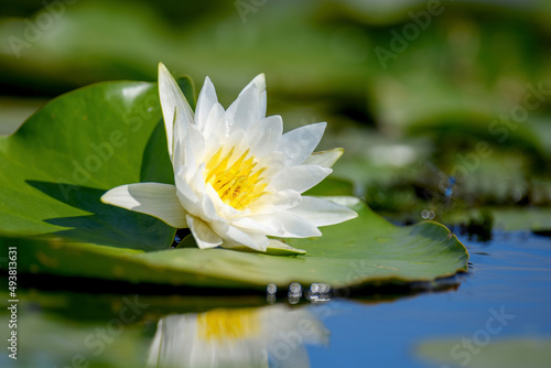 White lotus with yellow pollen on the surface of the pond