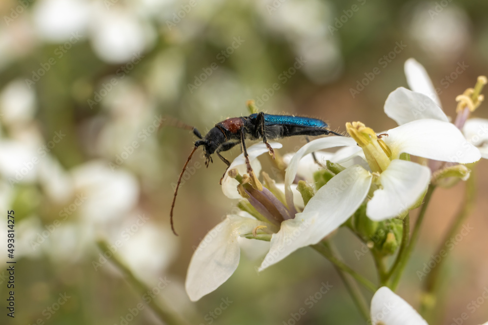 Fototapeta premium macro fotografia
