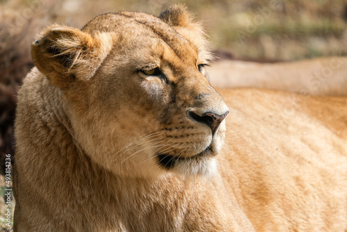 Portrait of a lioness  Congolese lion  Panthera leo bleyenberghi 