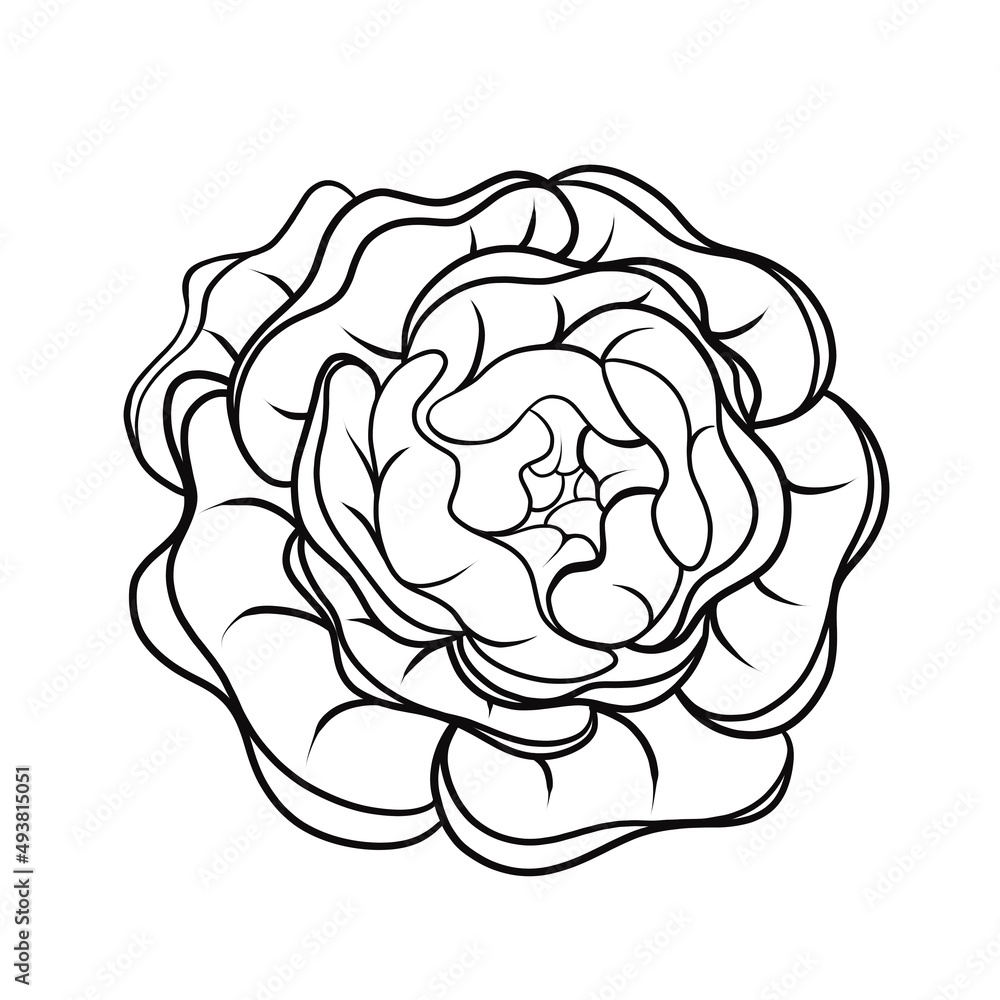 Peony flower black outline isolated on white background Peony flower black outline isolated on white background