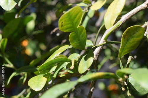 Green leaves of makrut lime (Citrus hystrix) photo