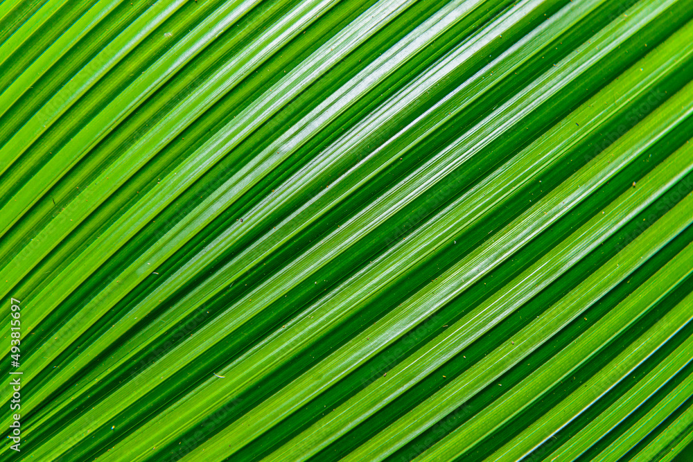 Texture Of Palm Leaf Texture Of Palm Leaf