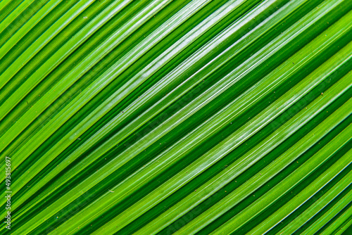 Texture Of Palm Leaf