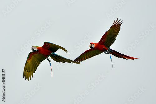 Scarlet macaw birds flying in the sky © shirly