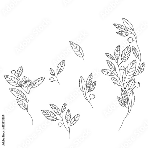 Hand drawing set. Leaves, flowers and berries isolate on white