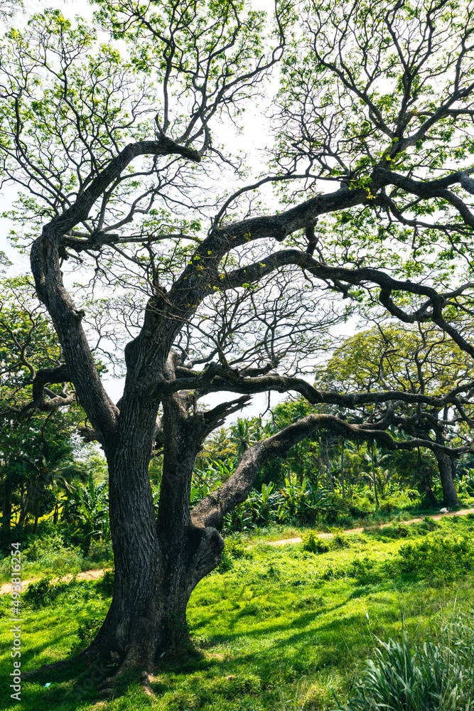 Big trees and branches extend to shade in Sri lanka. Big trees and branches extend to shade in Sri lanka.