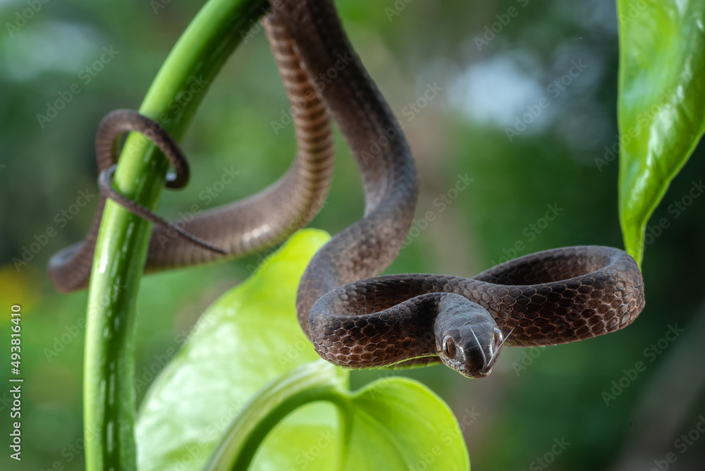 Slug eater snake coiled around a tree trunk Slug eater snake coiled around a tree trunk