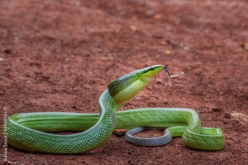 Obraz premium the red-tailed green ratsnake in strike position